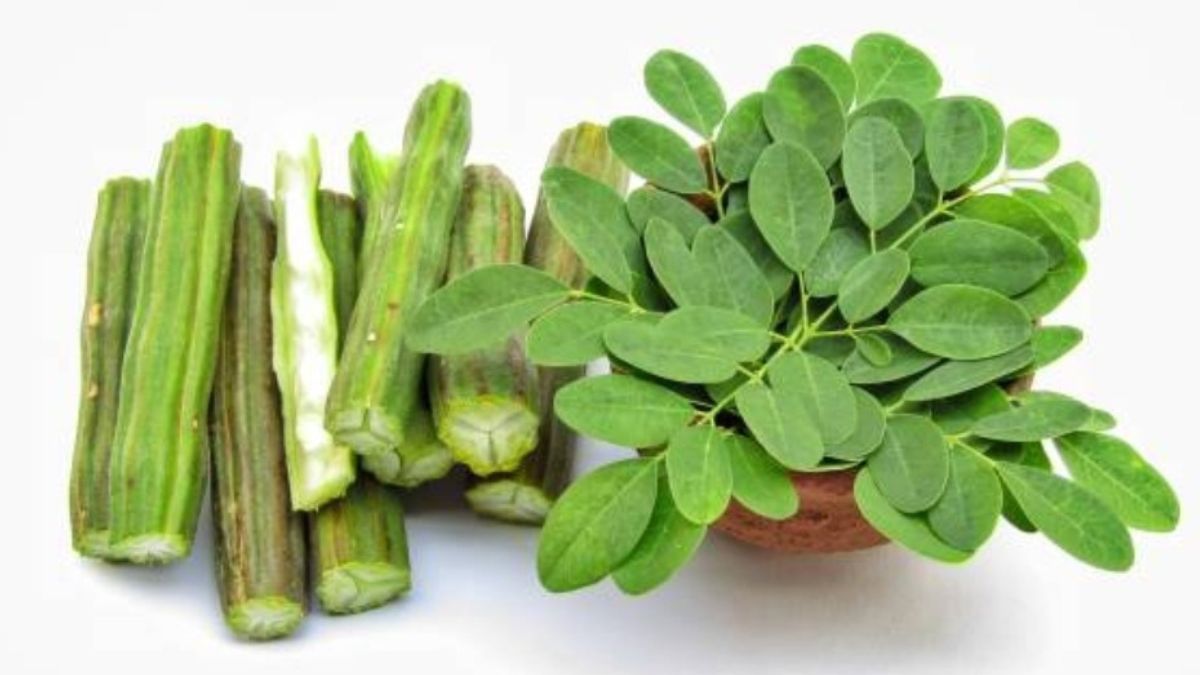 Drumsticks For Leaves Seeds (Desi) ( Munagakayalu )