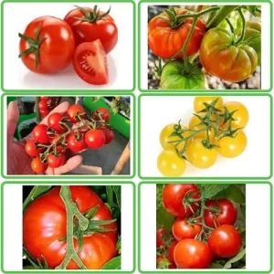 Best tomato seeds for sale