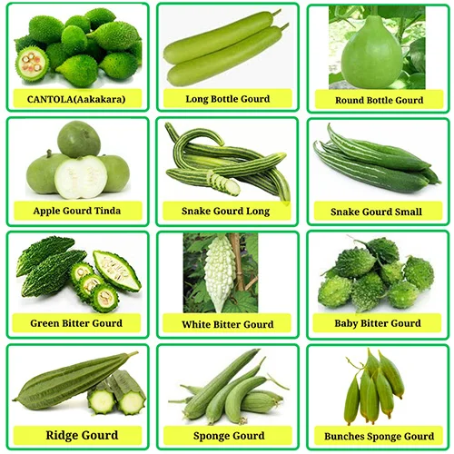 Gourds Combo Buy All Types Of Gourds (Pack of 19 Verities) - samsgardenstore