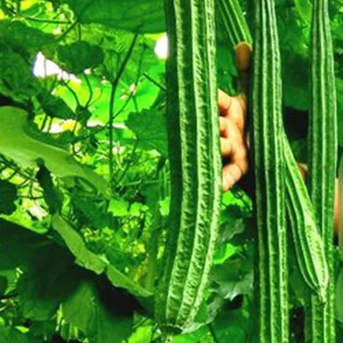 Ridge Gourd - Organic Agro India