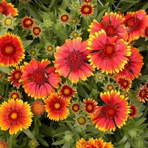 Purchase flower seeds online