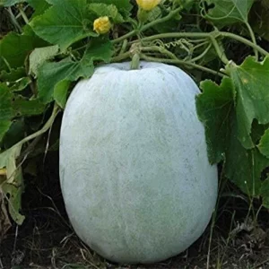 Top-rated vegetable seeds online