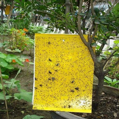 https://samsgardenstore.com/wp-content/uploads/2022/10/Yellow-Sticky-Traps-%E2%80%93-Stick-a-Fly-Pack-of-33.webp